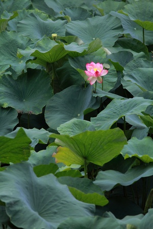 pink sacred lotusの写真素材