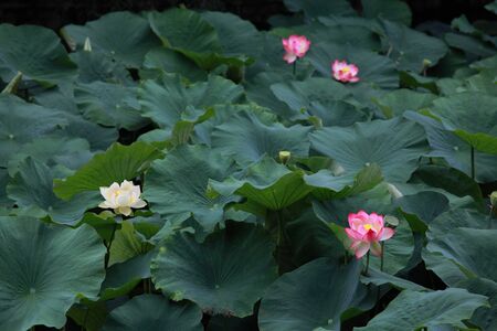 pink sacred lotusの写真素材