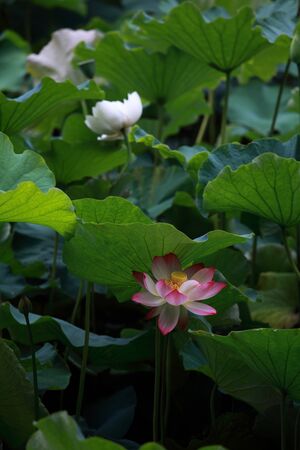 pink sacred lotusの写真素材