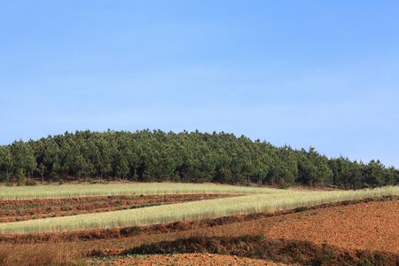 Yellow and Green field with blue summer skyの写真素材
