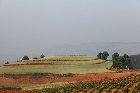 Yellow and Green field with blue summer skyの写真素材