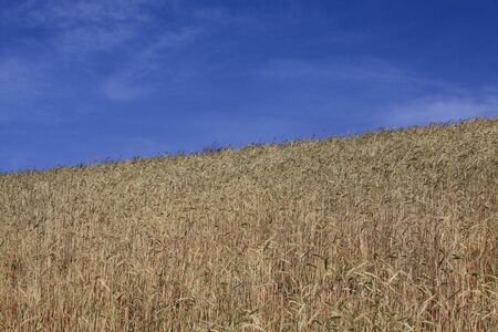Yellow and Green field with blue summer skyの写真素材