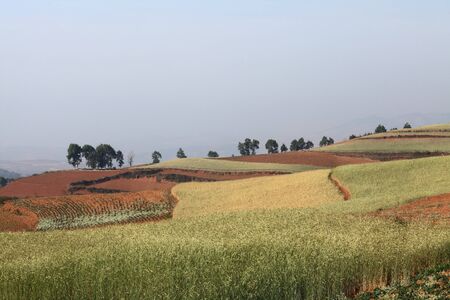 Yellow and Green field with blue summer skyの写真素材