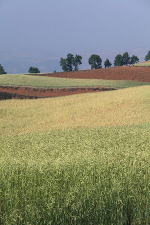 Yellow and Green field with blue summer skyの写真素材