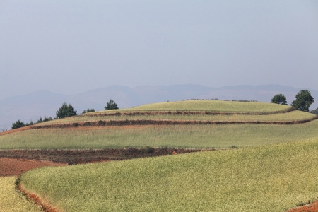 Yellow and Green field with blue summer skyの写真素材