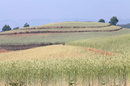 Yellow and Green field with blue summer skyの写真素材
