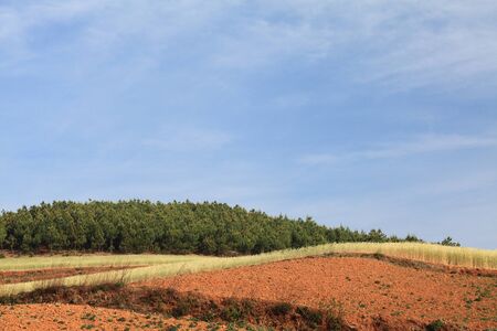 Yellow and Green field with blue summer skyの写真素材