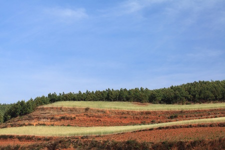 Yellow and Green field with blue summer skyの写真素材