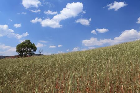 Yellow and Green field with blue summer skyの写真素材