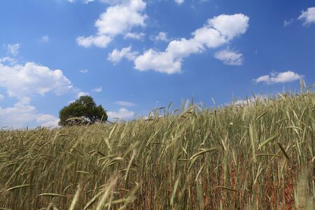 Yellow and Green field with blue summer skyの写真素材