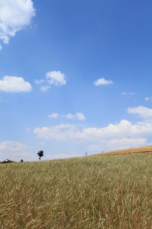 Yellow and Green field with blue summer skyの写真素材