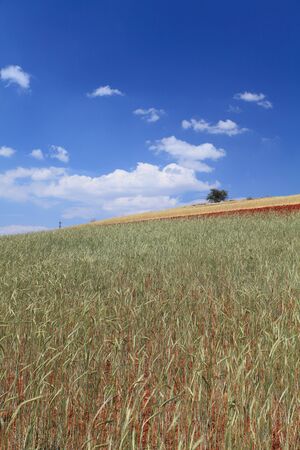 Yellow and Green field with blue summer skyの写真素材