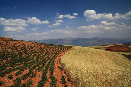 Yellow and Green field with blue summer skyの写真素材