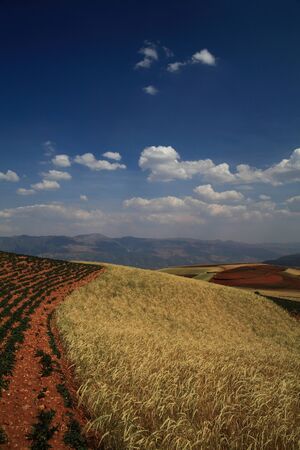 Yellow and Green field with blue summer skyの写真素材
