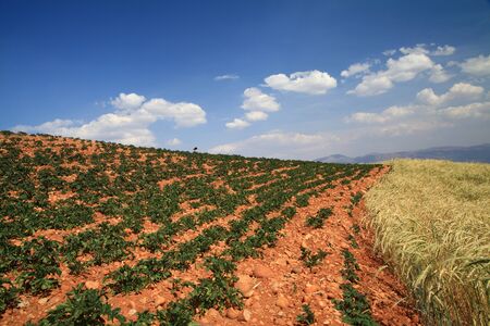 Yellow and Green field with blue summer skyの写真素材