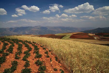 Yellow and Green field with blue summer skyの写真素材