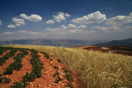 Yellow and Green field with blue summer skyの写真素材