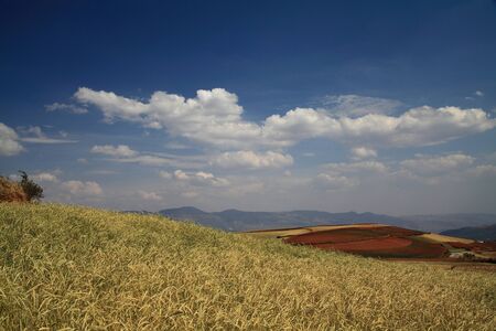 Yellow and Green field with blue summer skyの写真素材