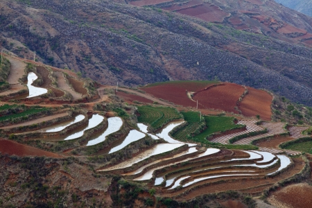 The scenery of rural crops cultivationの写真素材