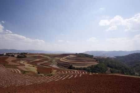 The scenery of rural crops cultivationの写真素材