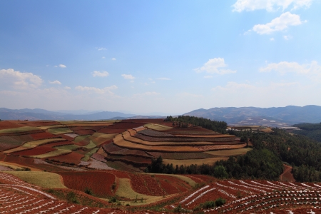 The scenery of rural crops cultivationの写真素材