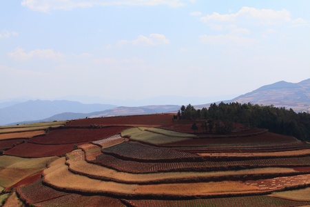The scenery of rural crops cultivationの写真素材