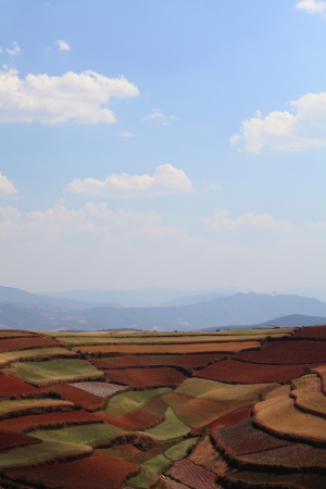 The scenery of rural crops cultivationの写真素材