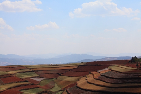 The scenery of rural crops cultivationの写真素材