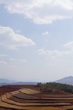 The scenery of rural crops cultivationの写真素材