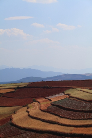 The scenery of rural crops cultivationの写真素材