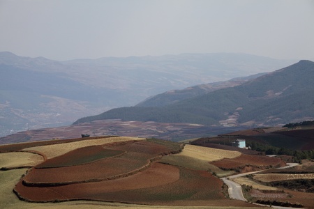 The scenery of rural crops cultivationの写真素材
