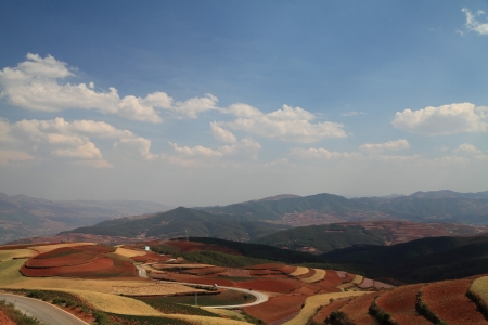 The scenery of rural crops cultivationの写真素材