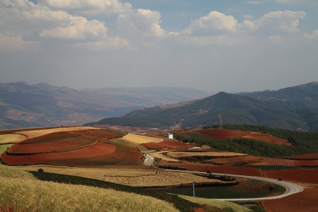 The scenery of rural crops cultivationの写真素材