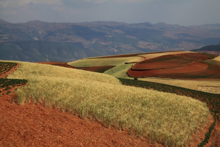 The scenery of rural crops cultivationの写真素材