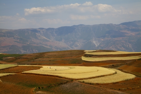 The scenery of rural crops cultivationの写真素材