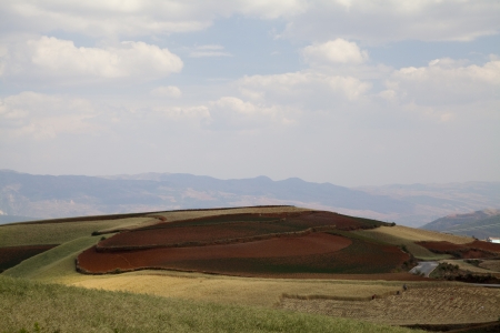 The scenery of rural crops cultivationの写真素材