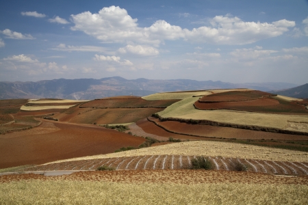 The scenery of rural crops cultivationの写真素材