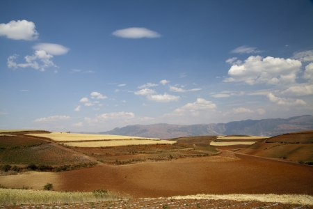 The scenery of rural crops cultivationの写真素材