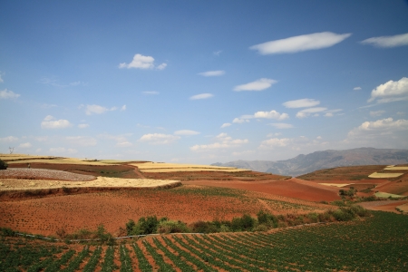 The scenery of rural crops cultivationの写真素材