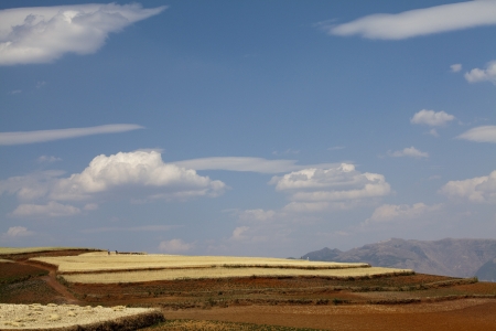 The scenery of rural crops cultivationの写真素材