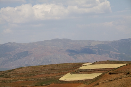 The scenery of rural crops cultivationの写真素材