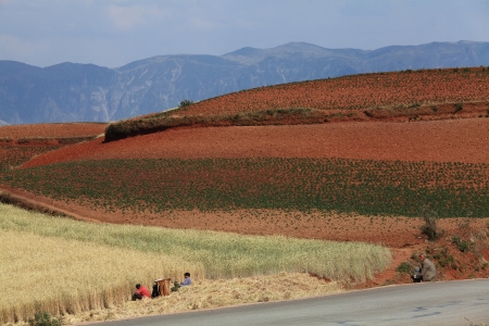 The scenery of rural crops cultivationの写真素材