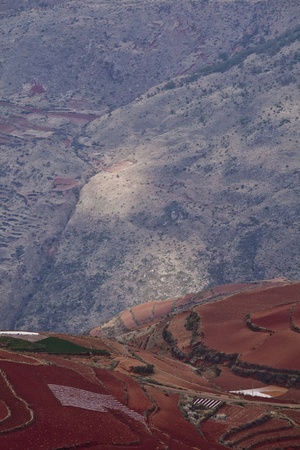 The scenery of rural crops cultivationの写真素材