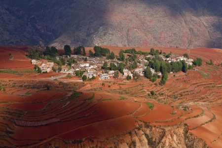 The scenery of rural crops cultivationの写真素材