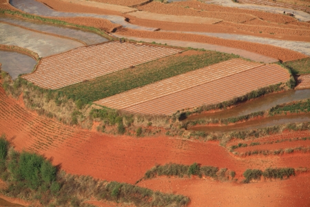 The scenery of rural crops cultivation