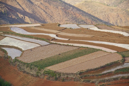 The scenery of rural crops cultivationの写真素材