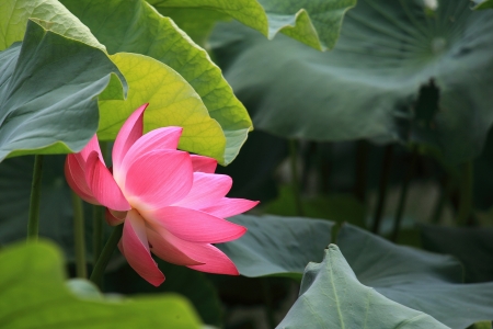 pink sacred lotusの写真素材