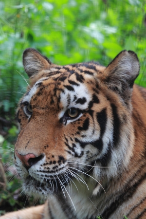 Bengal Tigerの写真素材