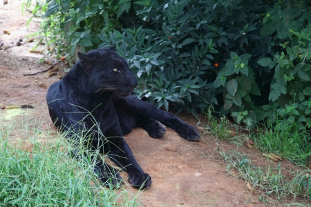 Black Leopardの写真素材