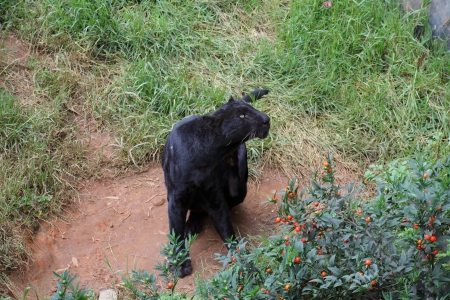 Black Leopardの写真素材